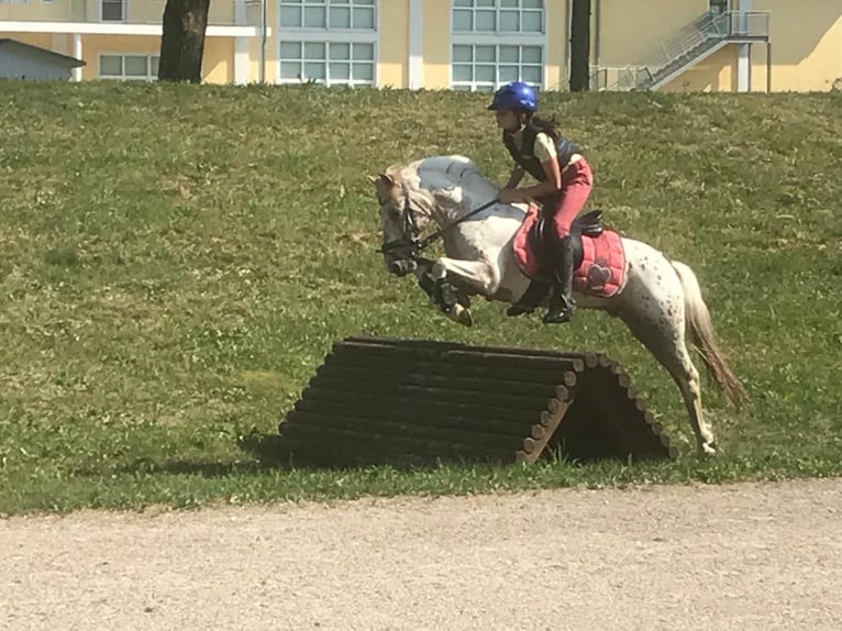 Appaloosa Gelding 17 years 11,2 hh in Feldkirchen an der Donau