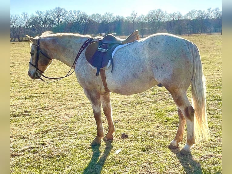 Appaloosa Gelding 17 years 14 hh Brown in Collinsville TX