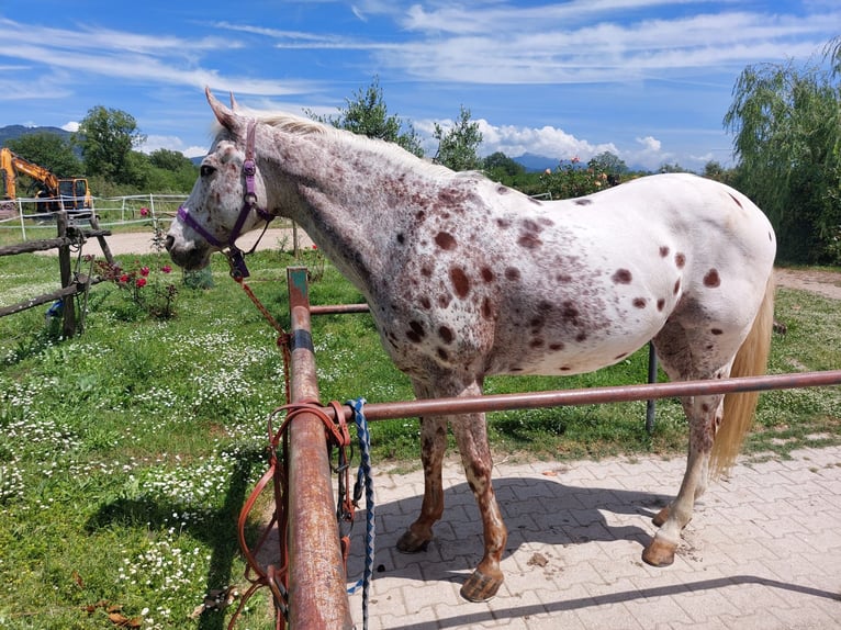 Appaloosa Gelding 17 years 15.1 hh Leopard-Piebald in Follo