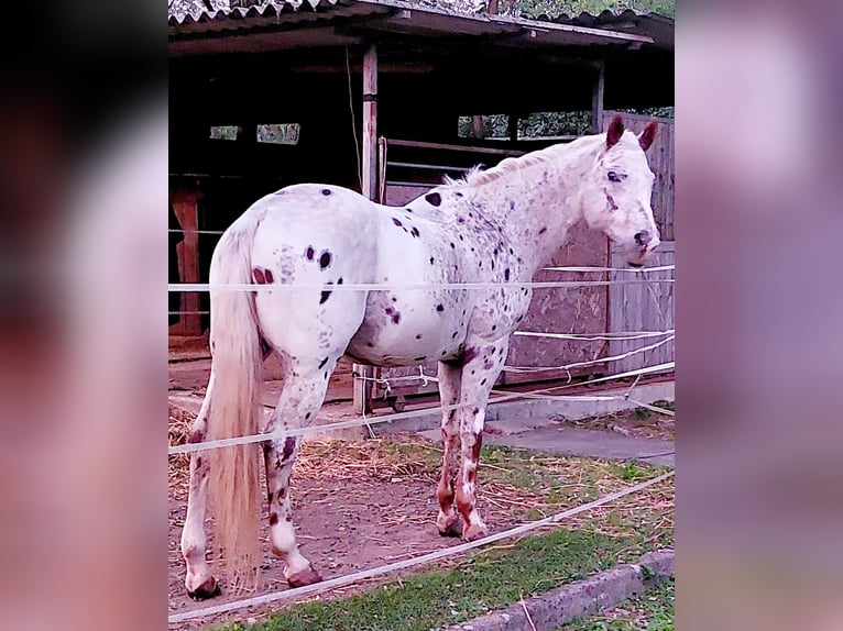Appaloosa Gelding 17 years 15.1 hh Leopard-Piebald in Follo