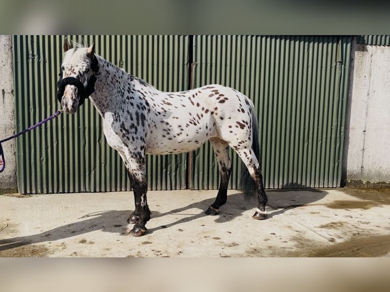 Appaloosa Gelding 17 years 16 hh Leopard-Piebald in Sligo