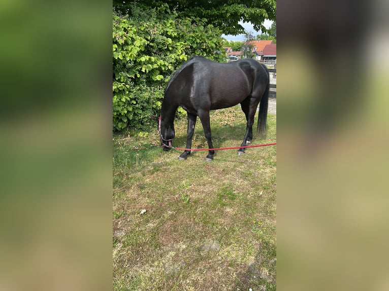 Appaloosa Gelding 18 years 13,3 hh Black in Nieuwe-Tonge