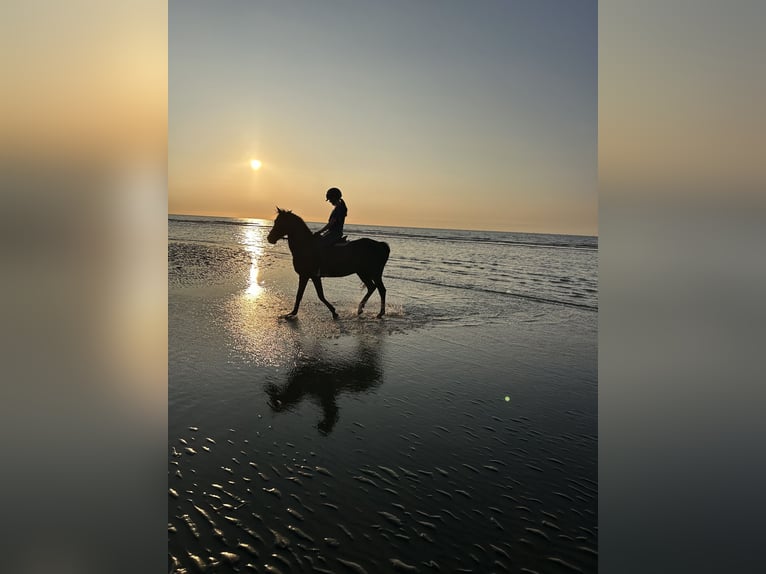 Appaloosa Gelding 18 years 13,3 hh Black in Nieuwe-Tonge