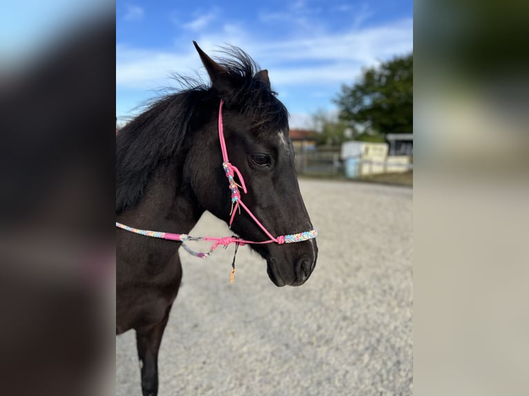 Appaloosa Gelding 18 years 13,3 hh Black in Nieuwe-Tonge