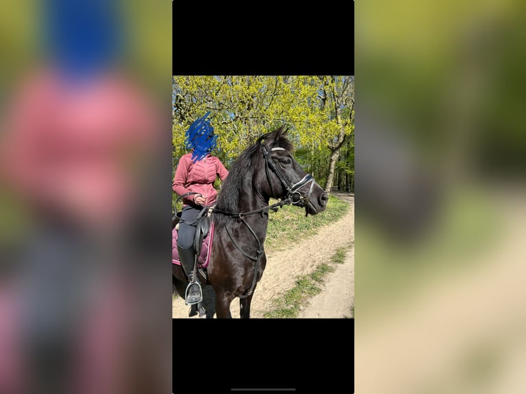 Appaloosa Gelding 18 years 13,3 hh Black in Nieuwe-Tonge