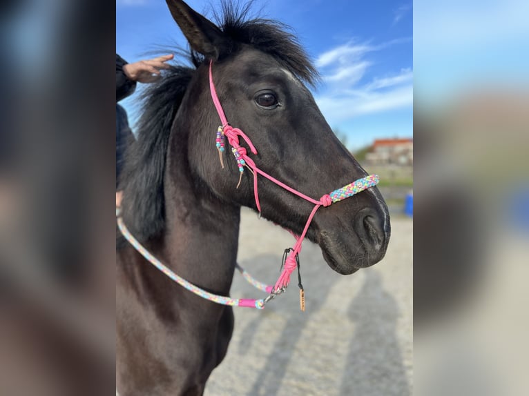 Appaloosa Gelding 18 years 13,3 hh Black in Nieuwe-Tonge