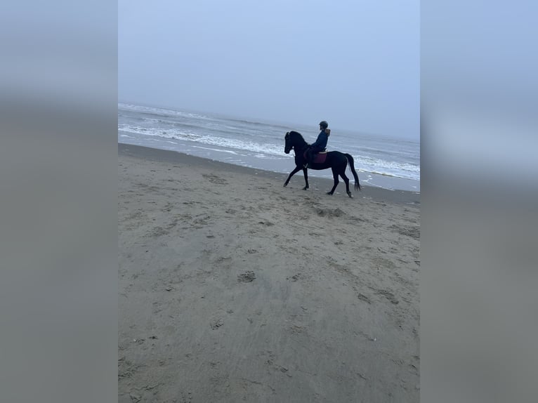 Appaloosa Gelding 18 years 13,3 hh Black in Nieuwe-Tonge
