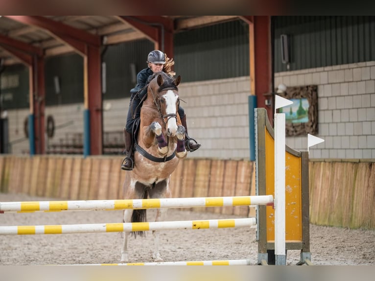 Appaloosa Gelding 18 years 15.2 hh Leopard-Piebald in Oud Gastel