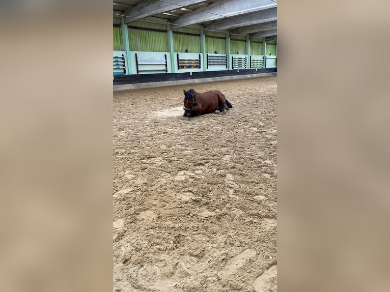 Appaloosa Gelding 18 years 15,1 hh Bay in Rehbach