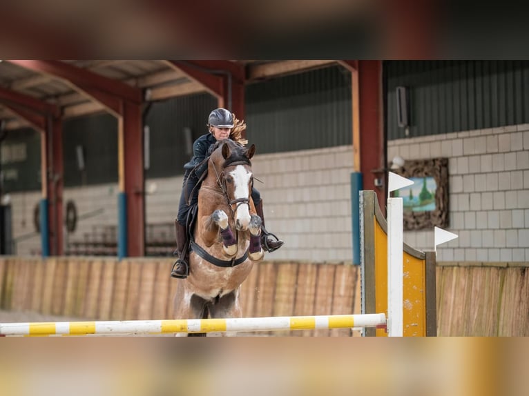Appaloosa Gelding 18 years 15,2 hh Leopard-Piebald in Oud Gastel