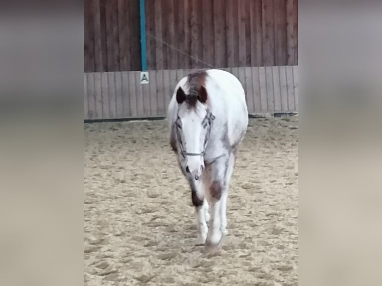 Appaloosa Gelding 19 years 15.1 hh Roan-Red in Viereth-Trunstadt