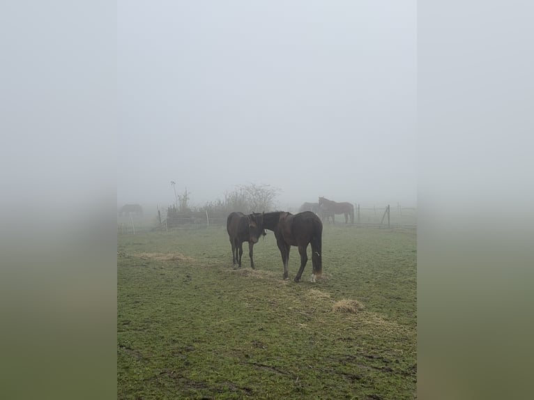 Appaloosa Mix Gelding 1 year 14,1 hh Brown in Geilenkirchen