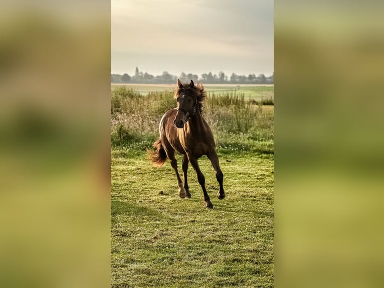 Appaloosa Mix Gelding 1 year 14,1 hh Brown in Geilenkirchen