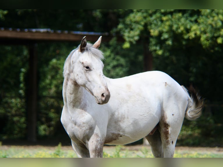 Appaloosa Mix Gelding 1 year 14.2 hh Leopard-Piebald in Gajoubert