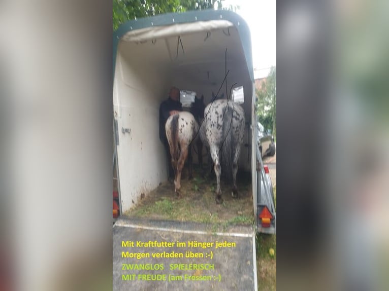 Appaloosa Gelding 1 year Roan-Bay in Dörzbach Appaloosa Gelding 1 year Roan-Bay in Dörzbach