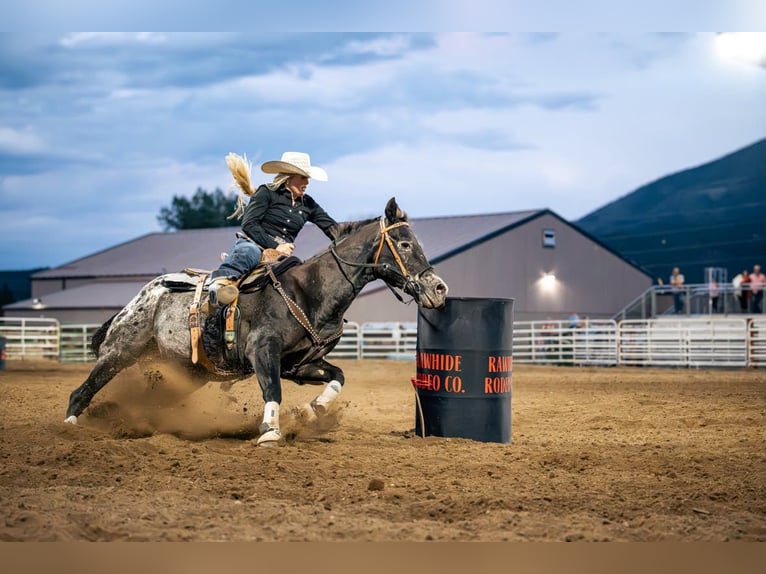 Appaloosa Gelding 20 years 14 hh Smoky-Black in Howard