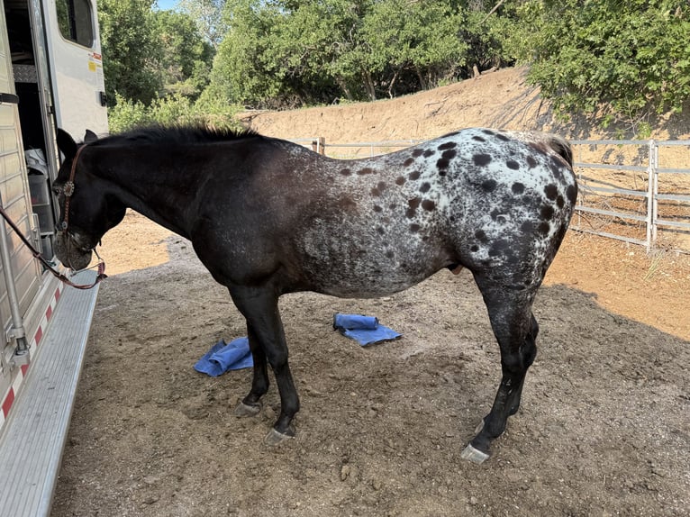 Appaloosa Gelding 20 years 14 hh Smoky-Black in Howard