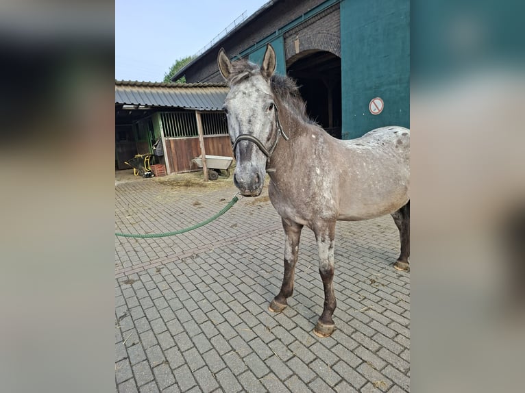 Appaloosa Mix Gelding 23 years 14,1 hh Leopard-Piebald in Essen