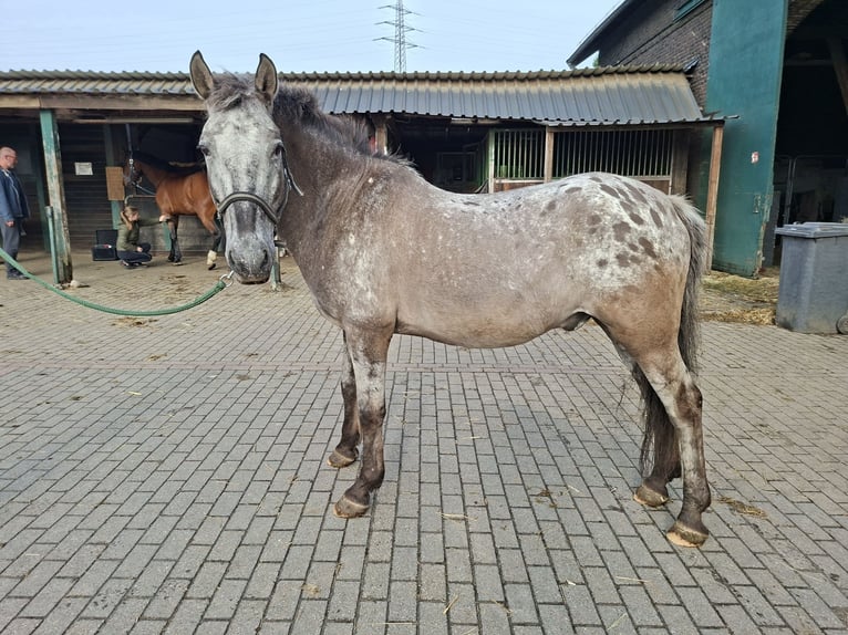 Appaloosa Mix Gelding 23 years 14,1 hh Leopard-Piebald in Essen