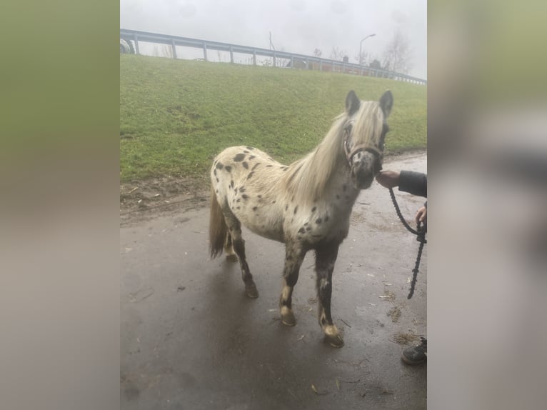 Appaloosa Gelding 2 years 10,2 hh Leopard-Piebald in Strijen