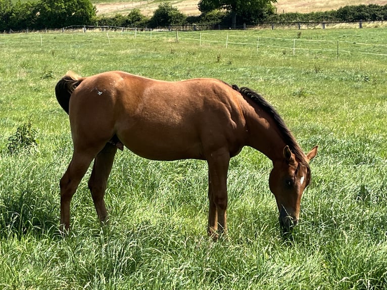 Appaloosa Gelding 2 years 14.2 hh Chestnut in Schieder-Schwalenberg