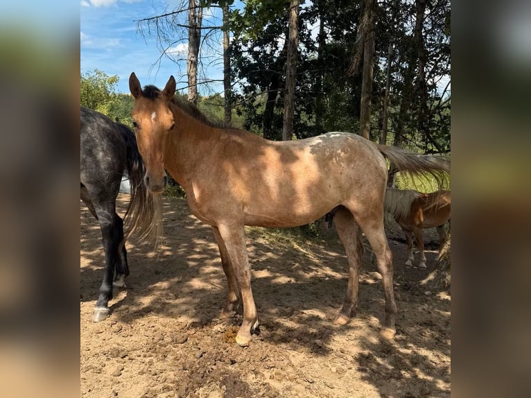 Appaloosa Gelding 2 years 14.2 hh  in Daleiden