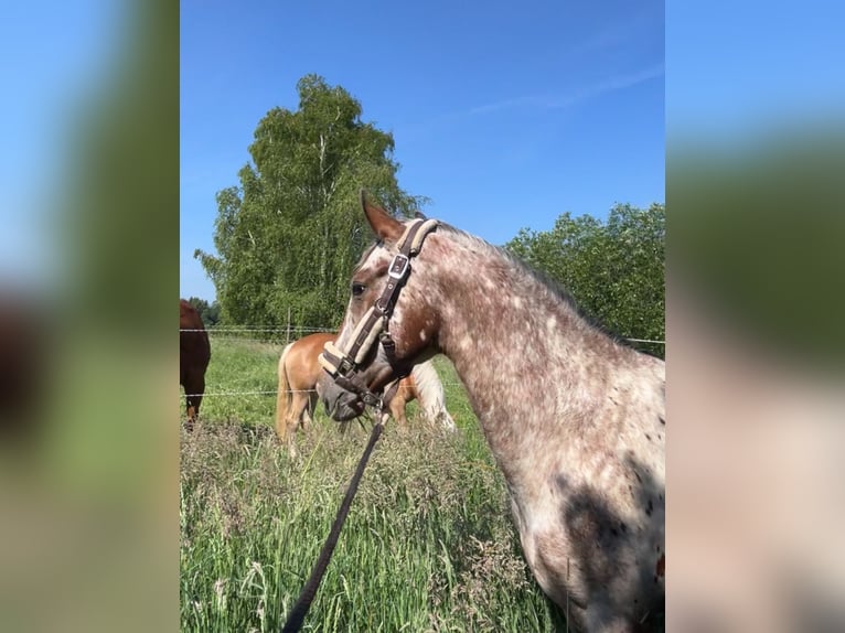 Appaloosa Gelding 2 years 14,3 hh Roan-Bay in Kutenholz