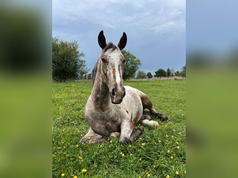 Appaloosa Gelding 2 years 14,3 hh Roan-Bay in Kutenholz