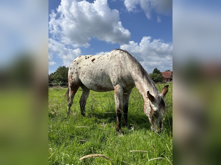 Appaloosa Gelding 2 years 14,3 hh Roan-Bay in Kutenholz