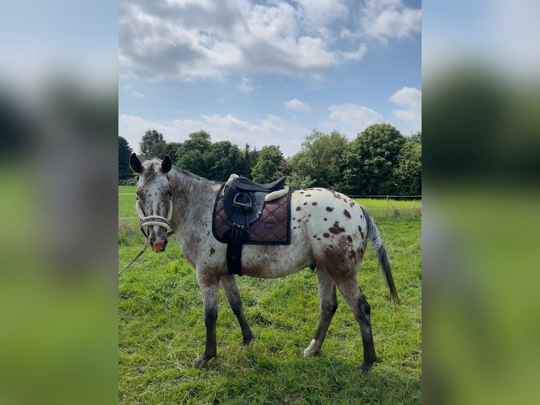 Appaloosa Gelding 2 years 14,3 hh Roan-Bay in Kutenholz