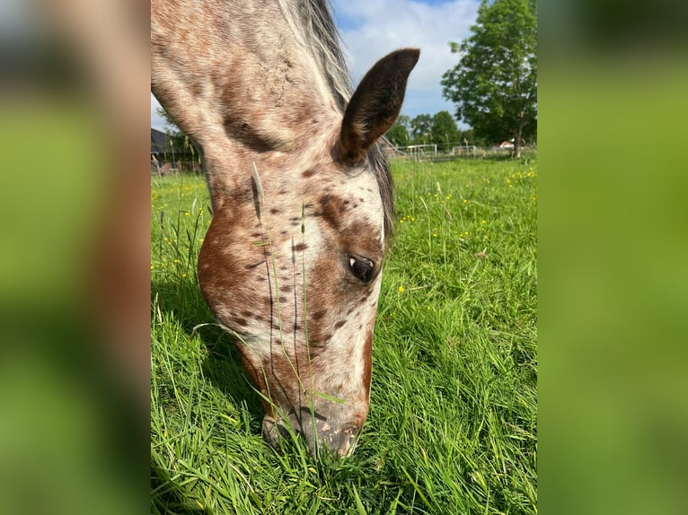 Appaloosa Gelding 2 years 14,3 hh Roan-Bay in Kutenholz