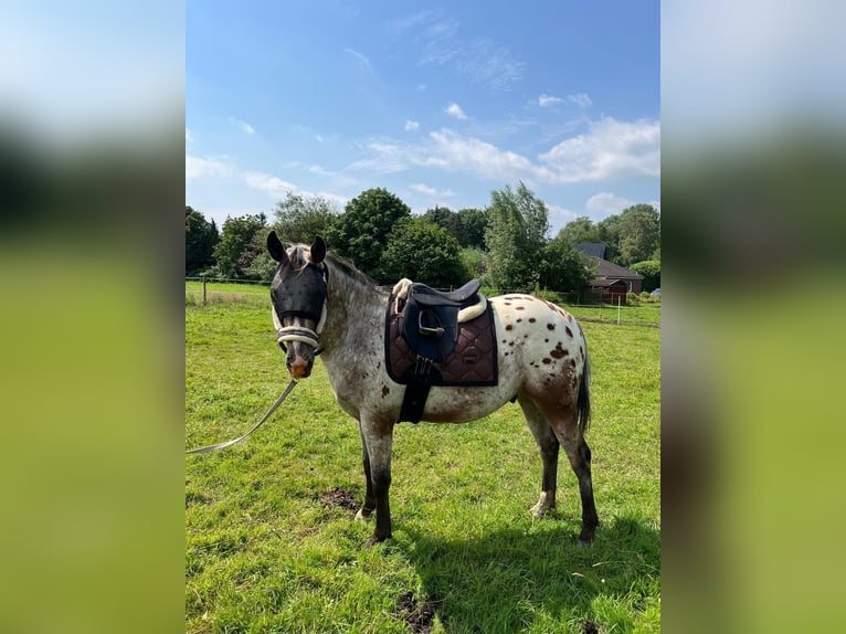 Appaloosa Gelding 2 years 14,3 hh Roan-Bay in Kutenholz