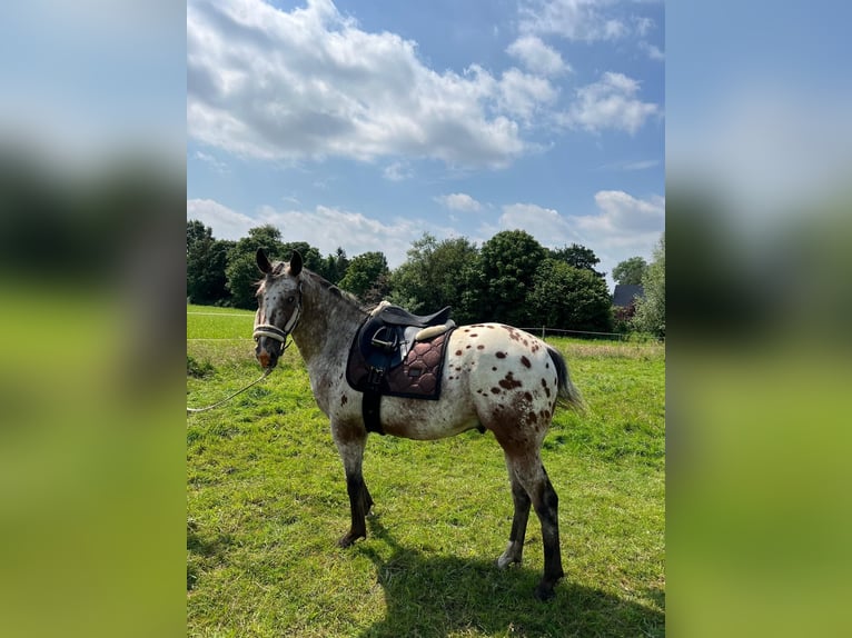 Appaloosa Gelding 2 years 14,3 hh Roan-Bay in Kutenholz