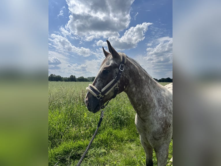 Appaloosa Gelding 2 years 14,3 hh Roan-Bay in Kutenholz