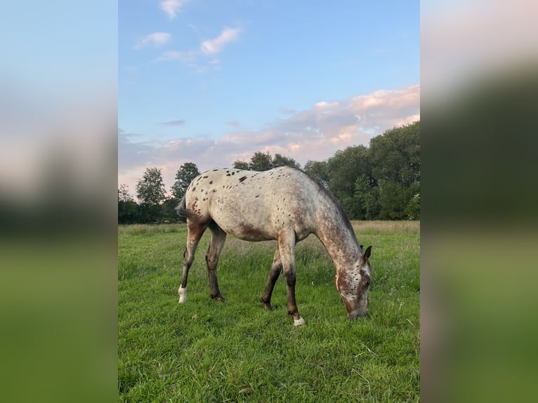 Appaloosa Gelding 2 years 14,3 hh Roan-Bay in Kutenholz