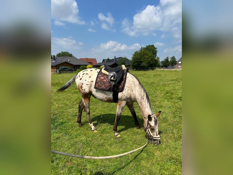 Appaloosa Gelding 2 years 14,3 hh Roan-Bay in Kutenholz