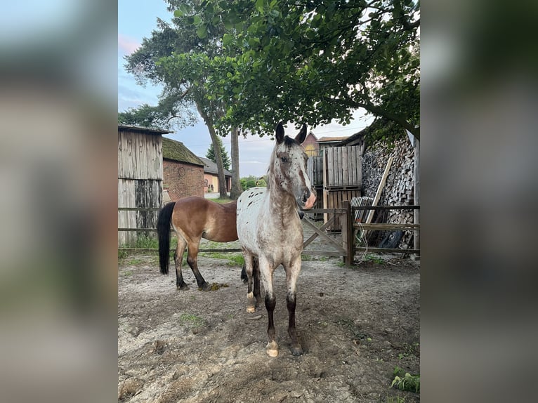 Appaloosa Gelding 2 years 14,3 hh Roan-Bay in Kutenholz