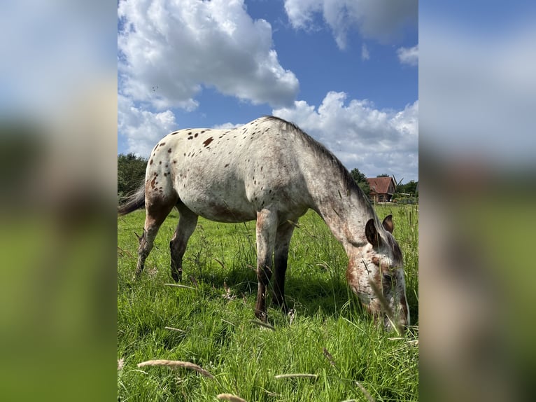 Appaloosa Gelding 2 years 14,3 hh Roan-Bay in Kutenholz