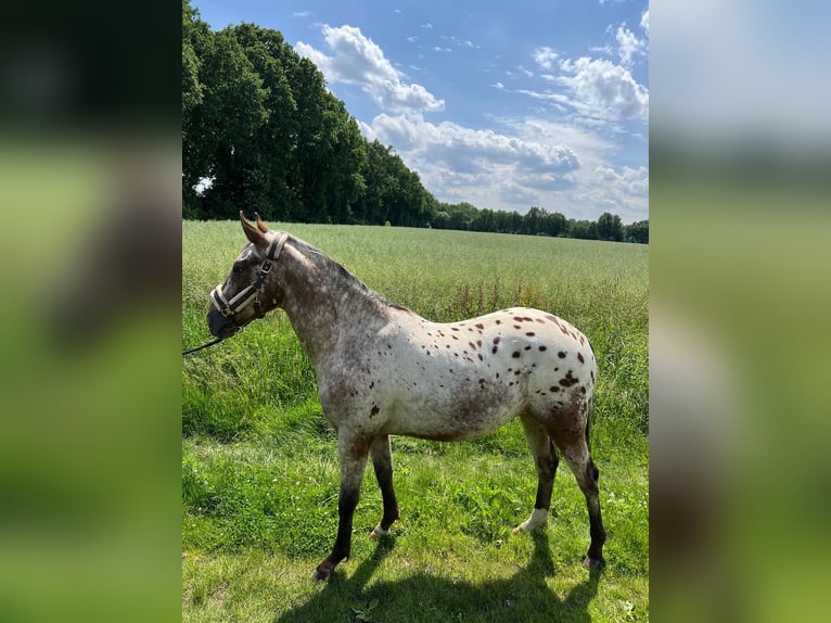 Appaloosa Gelding 2 years 14,3 hh Roan-Bay in Kutenholz