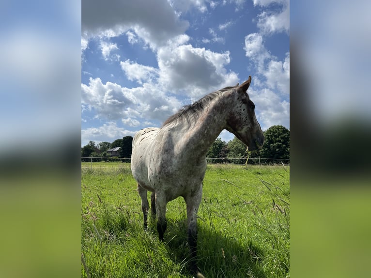 Appaloosa Gelding 2 years 14,3 hh Roan-Bay in Kutenholz