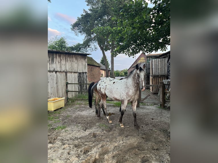 Appaloosa Gelding 2 years 14,3 hh Roan-Bay in Kutenholz