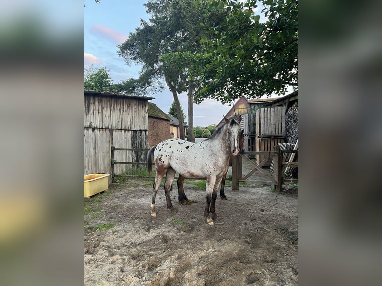 Appaloosa Gelding 2 years 14,3 hh Roan-Bay in Kutenholz