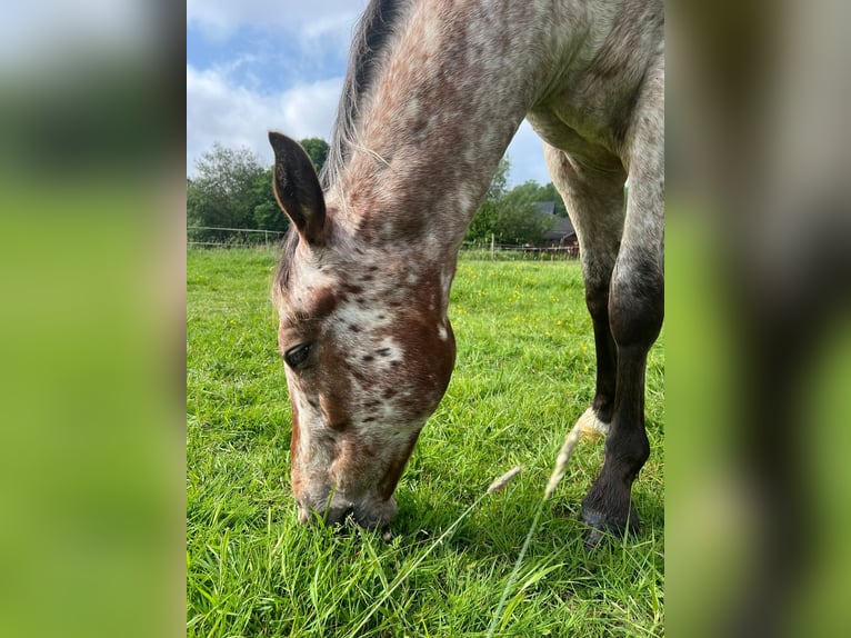 Appaloosa Gelding 2 years 14,3 hh Roan-Bay in Kutenholz