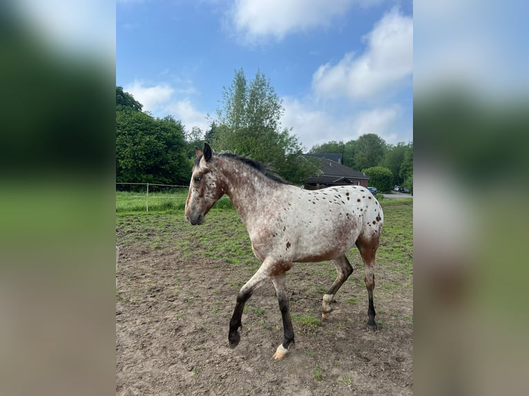 Appaloosa Gelding 2 years 14,3 hh Roan-Bay in Kutenholz