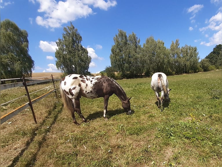 Appaloosa Gelding 2 years 15,1 hh Bay in Martin