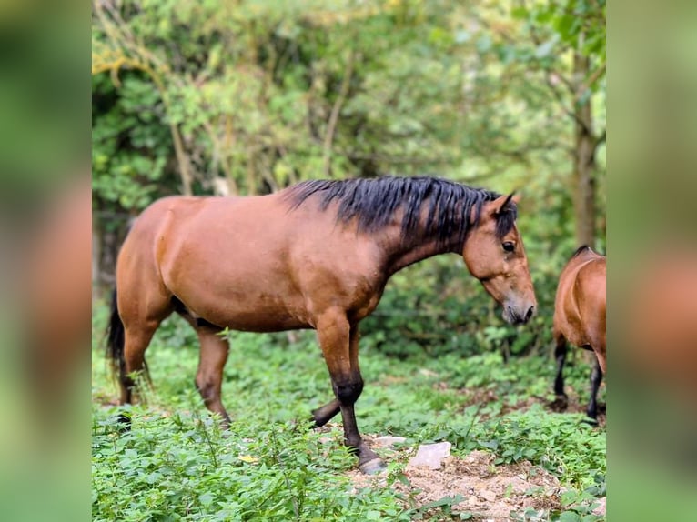 Appaloosa Mix Gelding 2 years 15.1 hh Brown in Mattstedt