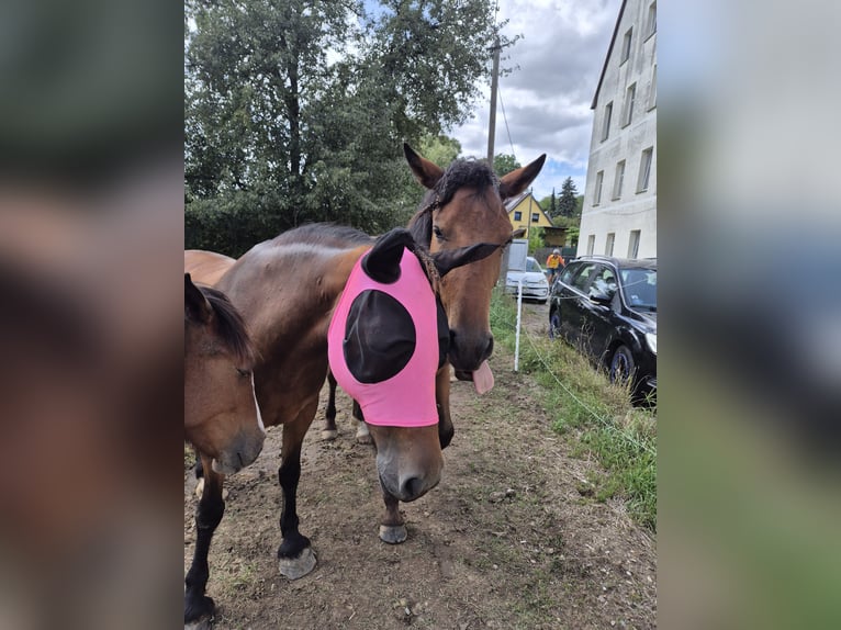 Appaloosa Mix Gelding 2 years 15.1 hh Brown in Mattstedt