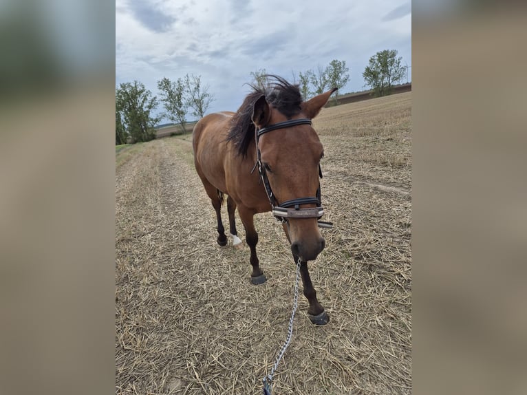 Appaloosa Mix Gelding 2 years 15.1 hh Brown in Mattstedt