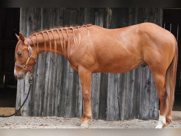 Appaloosa Gelding 2 years 15.1 hh Chestnut-Red in Vilsbiburg