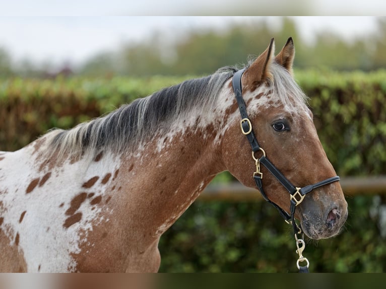 The Appaloosa horse - Royal Horse